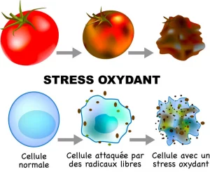 Explication du stress oxydatif d'une cellule